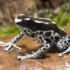 Färberfrosch, Dendrobates tinctorius "Graubeiner"