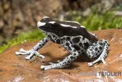 Färberfrosch, Dendrobates tinctorius "Graubeiner"