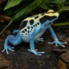 Färberfrosch „Patricia Ghost“, Dendrobates tinctorius