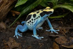 Färberfrosch „Patricia Ghost“, Dendrobates tinctorius