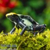 Färberfrosch Robertus, Dendrobates tinctorius