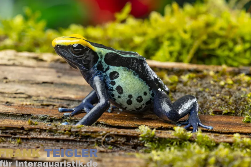 Färberfrosch Robertus, Dendrobates tinctorius