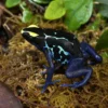 Färberfrosch „Sipaliwini Blau“, Dendrobates tinctorius