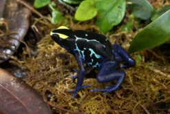 Färberfrosch „Sipaliwini Blau“, Dendrobates tinctorius