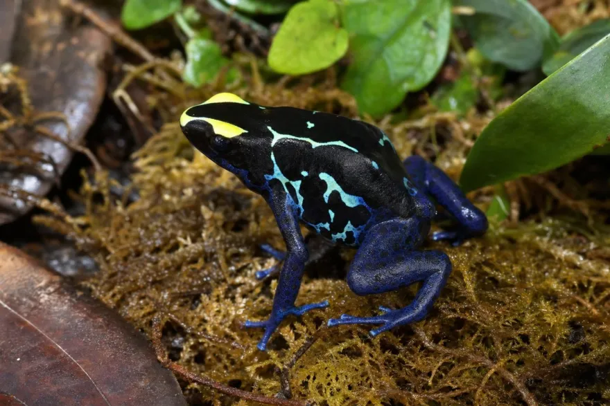 Färberfrosch „Sipaliwini Blau“, Dendrobates tinctorius