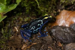 Färberfrosch „Sipaliwini Blau“, Dendrobates tinctorius
