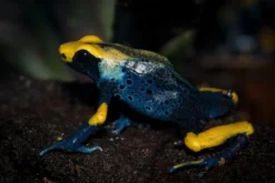 Färberfrosch Tumucumaque, Dendrobates tinctorius