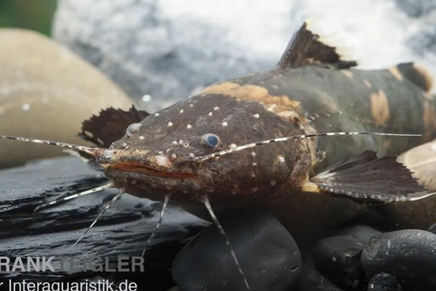 Frosch-Fettwels, Pseudopimelodus raninus raninus