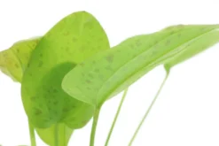Froschlöffel