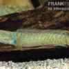 Froschschlangenkopf, Channa gachua