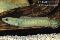 Froschschlangenkopf, Channa gachua