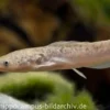 Froschwels, Clarias batrachus Naturfarben, NZ