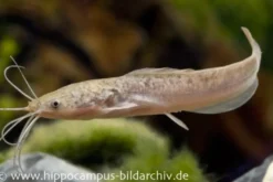 Froschwels, Clarias batrachus Naturfarben, NZ
