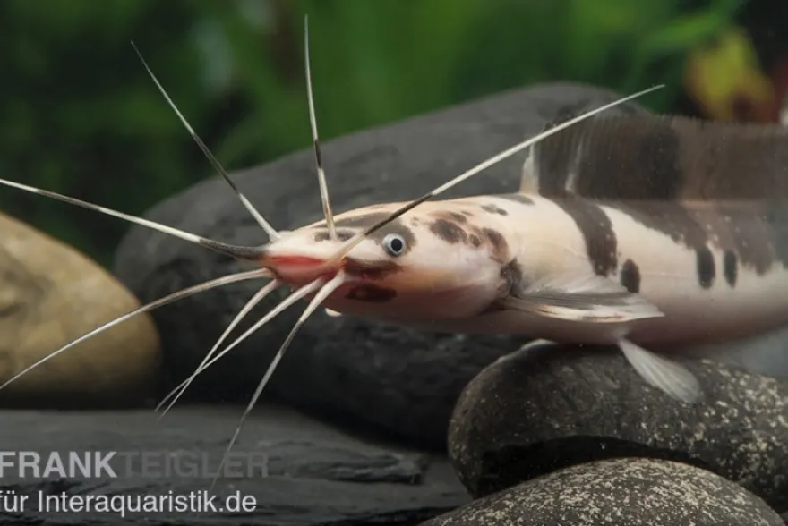 Froschwels marmor, Clarias batrachus