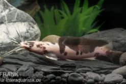 Froschwels marmor, Clarias batrachus