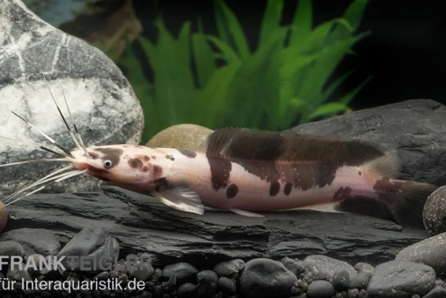 Froschwels marmor, Clarias batrachus