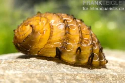 Fruit Snail, Neritina juttingae