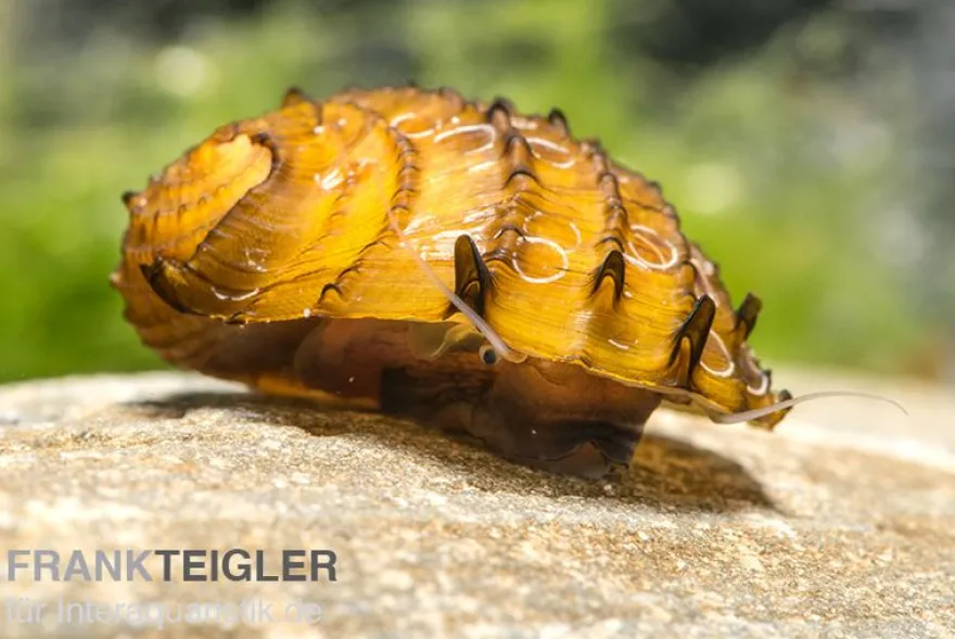 Fruit Snail, Neritina juttingae