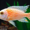 Fsh Aulonocara spec. Perlmutt-Firefish (Hybride), DNZ