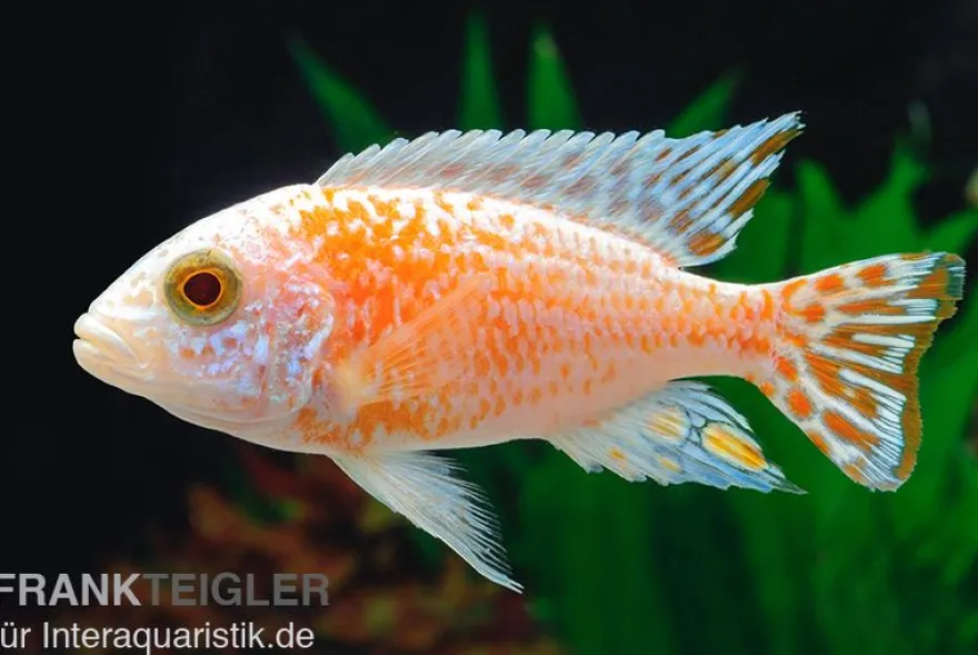 Fsh Aulonocara spec. Perlmutt-Firefish (Hybride), DNZ