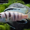 Fsh Perlosi, Hybride aus Pseudotropheus/Labidochromis, DNZ