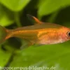 Funkensalmler, Hyphessobrycon amandae (Minifisch)