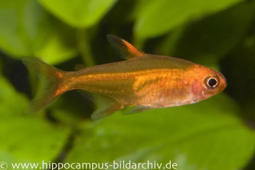 Funkensalmler, Hyphessobrycon amandae (Minifisch)