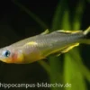 Gabelschwanz-Blauauge, Pseudomugil furcatus