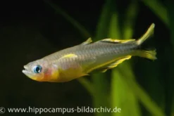 Gabelschwanz-Blauauge, Pseudomugil furcatus
