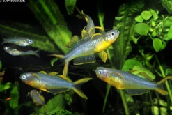 Gabelschwanz-Blauauge, Pseudomugil furcatus