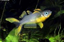 Gabelschwanz-Blauauge, Pseudomugil furcatus