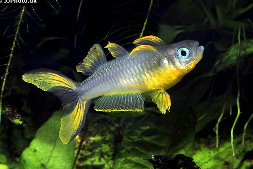 Gabelschwanz-Blauauge, Pseudomugil furcatus