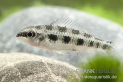 Gabelschwanz-Schachbrettbuntbarsch, Dicrossus filamentosus