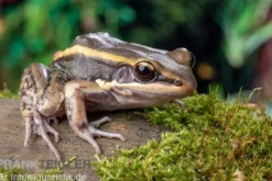 Galam Weißlippen-Frosch, Amnirana galamensis
