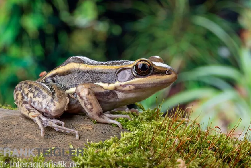 Galam Weißlippen-Frosch, Amnirana galamensis