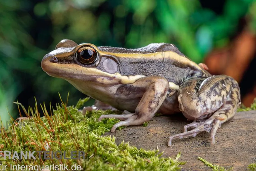 Galam Weißlippen-Frosch, Amnirana galamensis