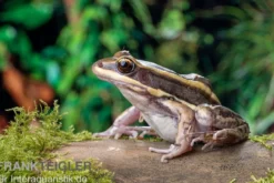 Galam Weißlippen-Frosch, Amnirana galamensis