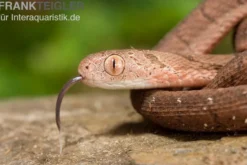 Gansi-Eierschlange, Dasypeltis gansi