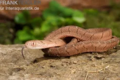 Gansi-Eierschlange, Dasypeltis gansi