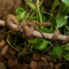 Gartenboa, Corallus hortulanus