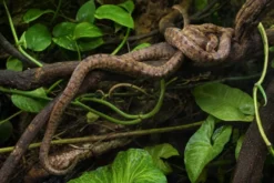 Gartenboa, Corallus hortulanus