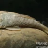 Gebirgsharnischwels, Chaetostoma thomasi/thomsoni L146, L444