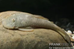 Gebirgsharnischwels, Chaetostoma thomasi/thomsoni L146, L444