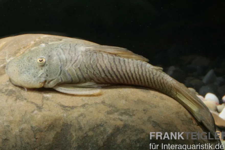 Gebirgsharnischwels, Chaetostoma thomasi/thomsoni L146, L444