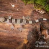 Gebänderter Blattzehengecko, Hemidactylus fasciatus