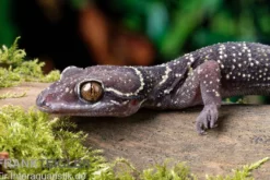 Gebänderter Blattzehengecko, Hemidactylus fasciatus