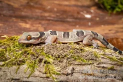 Gebänderter Blattzehengecko, Hemidactylus fasciatus