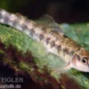 Gebänderter Bodensalmler, Characadium fasciatum