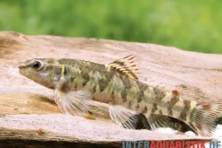 Gebänderter Bodensalmler, Characadium fasciatum