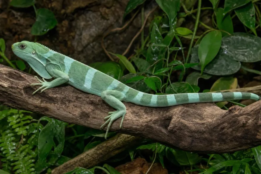 Gebänderter Fidschileguan, Brachylophus fasciatus